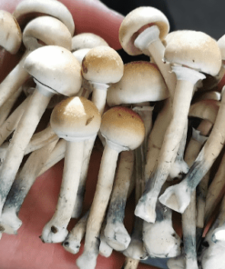 Acheter Champignons Magiques au Québec